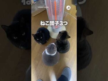 ストーブに集う猫たち｜PECO