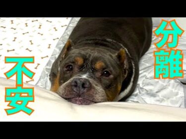 【分離不安】飼い主が転々と変わりネグレクト状態で保護したが極度の分離不安でまずはクレートトレーニング