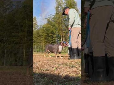 【クレートトレーニング】ネグレクトに合っていたアメリカンブリー