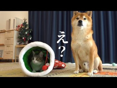 柴犬に猫の子守りを任せたら‥ラスト3秒で空気が変わりました。。