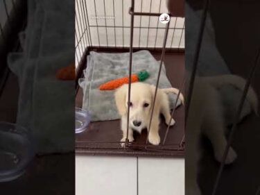 開いてるのに気づいてないワンコ｜PECO