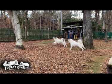 まだリリーはついて行かれず…縦横無尽に番犬で走り回るベルです　Great Pyrenees　グレートピレニーズ