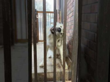 Lily リリー #greatpyrenees #todaysrunrun #グレートピレニーズ #今日のルンルン
