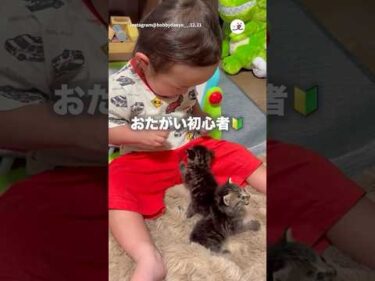 可愛い×可愛い×可愛い｜PECO