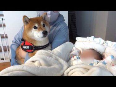 柴犬愛が強すぎる赤ちゃん遂に、喋る。