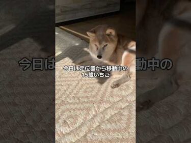 15歳柴犬いちご　日向ぼっこを楽しむ#柴犬 #shibainu