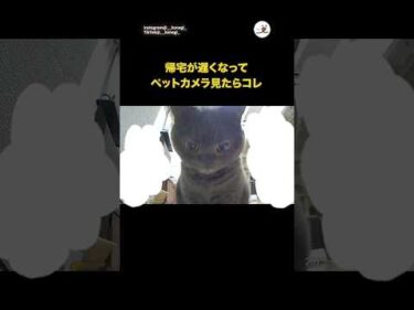 🐱「見てるの知ってるからね💢」｜PECO