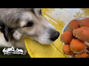 ドッグランで採れたキノコを不思議に思ったベルとリリーです　Great Pyrenees　グレートピレニーズ