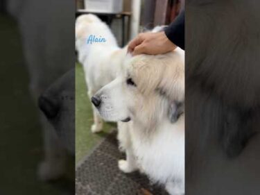 Alain アラン #greatpyrenees #todaysrunrun #グレートピレニーズ #今日のルンルン