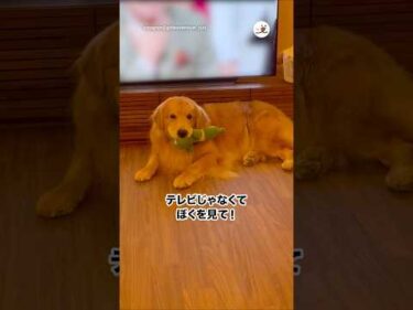 君しか見ない｜PECO