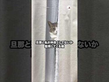 🐱「見てるからね…」｜PECO