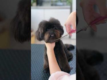 ちらっと見える前歯が可愛すぎる子犬 #子犬 #犬のいる暮らし #癒し