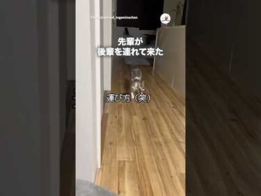 運ぶサイズじゃない｜PECO