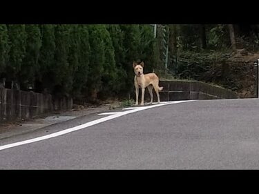 野犬タキちゃんについて、、、