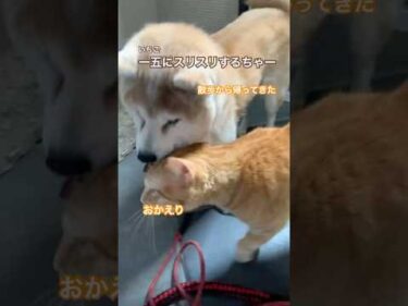 11歳柴犬いちごにスリスリするちゃこ　#柴犬 #shibainu #茶トラ猫