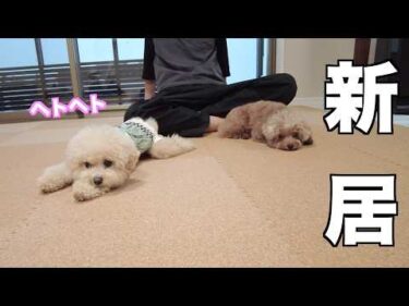 新居にコルクマットを敷き詰めたらはしゃぎすぎてヘトヘトになったトイプードル