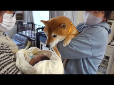 柴犬は新しい家族に出逢った時、母親のような表情を見せました。