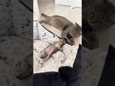 優しい母猫｜PECO