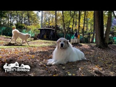 働くお父さんを見守りながら、のんびり秋を楽しむアランです　Great Pyrenees　グレートピレニーズ
