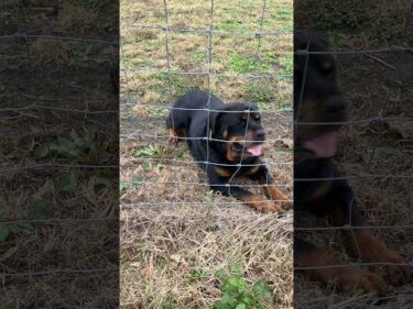 焼き芋待機中！ロットワイラー権蔵