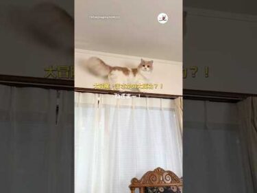 🐱「降りられないと思った？」｜PECO