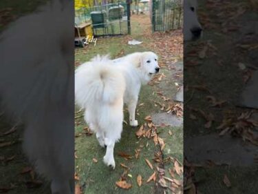 Lily リリー #greatpyrenees #todaysrunrun #グレートピレニーズ #今日のルンルン