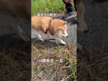 目が見えないけど散歩を楽しむ14歳柴犬いちご #柴犬 #shibainu