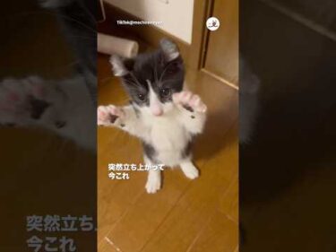 愛猫が突然立ち上がった｜PECO