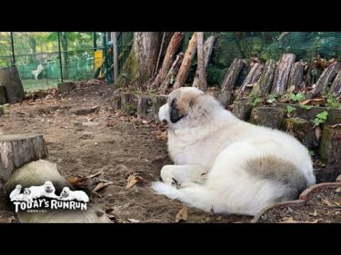 新人番犬リリーの仕事ぶりを遠くから見守るベテラン番犬のベルです　Great Pyrenees　グレートピレニーズ