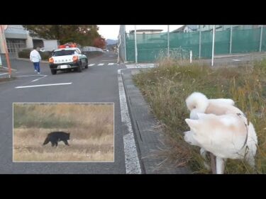 【秋田犬ゆうき】田んぼを疾走するクマに遭遇！でもすぐ近くにパトカーがいたので助かりました【akita dog】