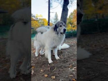 Belle ベル #greatpyrenees #todaysrunrun #グレートピレニーズ #今日のルンルン