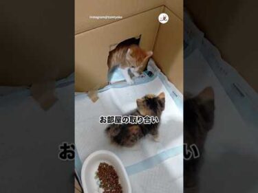 お部屋は渡さにゃい！｜PECO