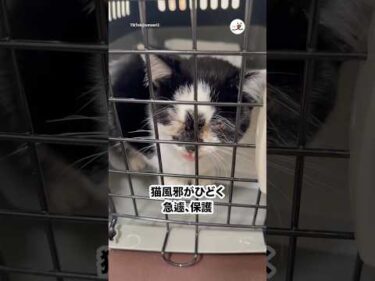 子猫に声をかけられてお顔を見たら…｜PECO