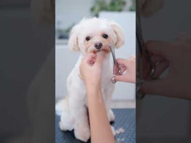 おっとりチワプーのすっきりヘアカット✂️✨ #子犬 #犬のいる暮らし #癒し
