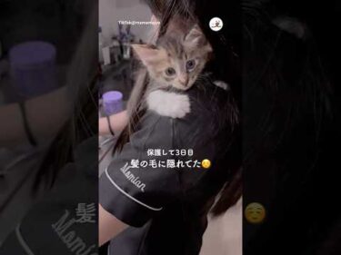 しがみつく保護子猫さん｜PECO