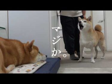 柴犬が甥をめぐって犬語で口論に⁉︎まさかの結末に爆笑ww