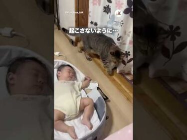 そーっと歩く猫さん｜PECO