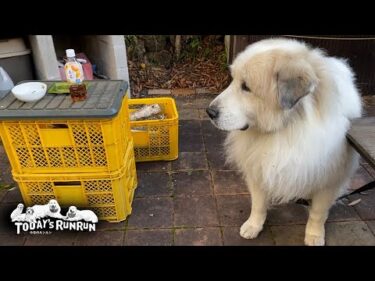秋晴れの下焼き芋を楽しんだお父さんとアランとベルとリリーです　Great Pyrenees　グレートピレニーズ
