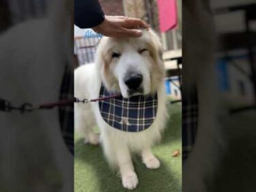 Alain アラン #greatpyrenees #todaysrunrun #グレートピレニーズ #今日のルンルン