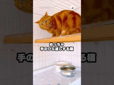 手のひら返しがエグい（褒め言葉）｜PECO