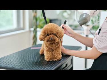 1年ぶりに会ったら子犬のままだったティーカッププードルのトリミング