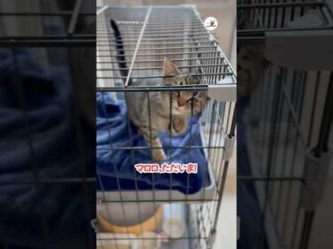 初めてのお留守番を頑張ったマロロちゃん｜PECO