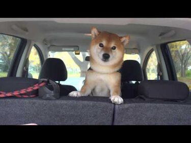 柴犬と暴風の日に散歩すると巻き起こる現象が、これ。