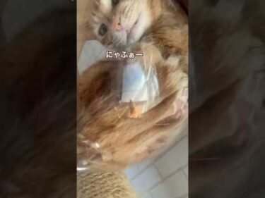 今日も今日とて透明ボウル　#茶トラ猫