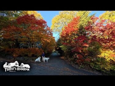 紅葉が見事だけどあまり興味が無さそうなアランとベルとリリーです　Great Pyrenees　グレートピレニーズ