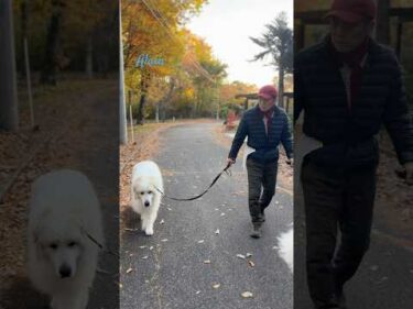 Alain アラン #greatpyrenees #todaysrunrun #グレートピレニーズ #今日のルンルン