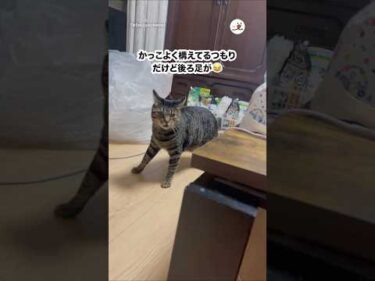 後ろ足どうしたの😂｜PECO