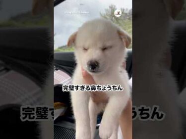 電池切れした子犬の鼻に…｜PECO