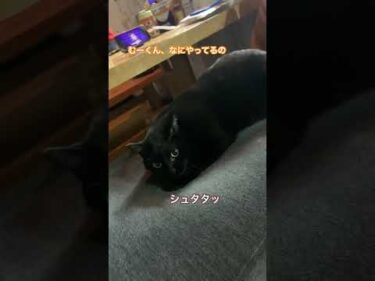 一歳黒猫むーくん、ホリホリしてサササッとして、バビューンと発射　#黒猫