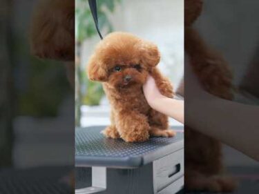 1歳になっても子犬すぎるもこもこトイプードル #トリミング #子犬 #asmr #puppy  #犬のいる暮らし
